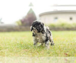 Small #2 Poodle (Toy)