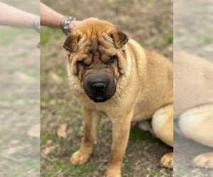 Chinese Shar-Pei Dogs for adoption in Okolona, MS, USA