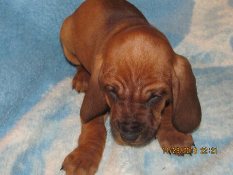 Medium Photo #5 Redbone Coonhound Puppy For Sale in GUERNSEY, OH, USA