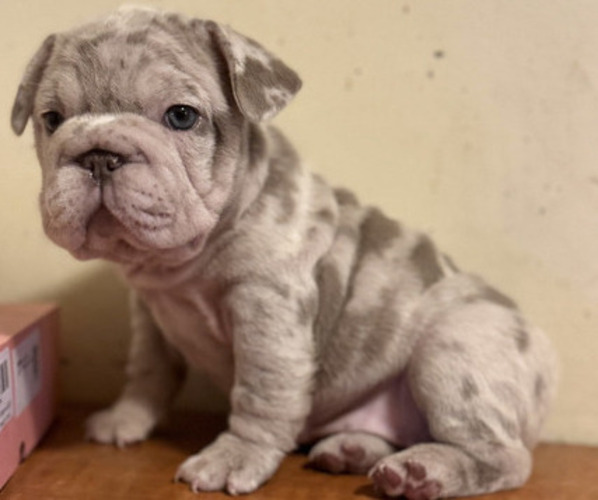 Medium Photo #1 French Bulldog Puppy For Sale in CHARLESTON, SC, USA
