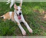 Small #1 Pharaoh Hound Mix