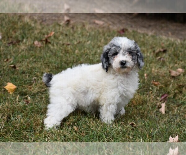 Medium Photo #2 Poodle (Standard) Puppy For Sale in NEW MARKET, TN, USA