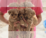 Small Photo #1 Poodle (Toy) Puppy For Sale in MARYVILLE, MO, USA