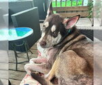 Small #2 Siberian Husky Mix