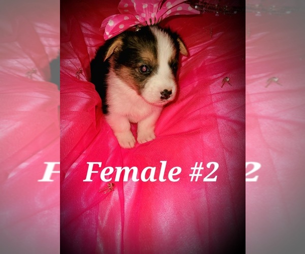 Medium Photo #2 Pembroke Welsh Corgi Puppy For Sale in RICHLAND, MO, USA