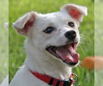 Small #3 American Eskimo Dog Mix