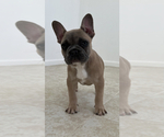 Small Photo #2 French Bulldog Puppy For Sale in BERRIEN SPRINGS, MI, USA