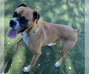 Boxer Dogs for adoption in Salinas, CA, USA