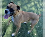 Small Boxer