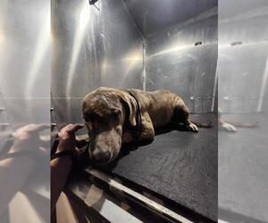 Labrador Retriever-Unknown Mix Dogs for adoption in San Antonio, TX, USA