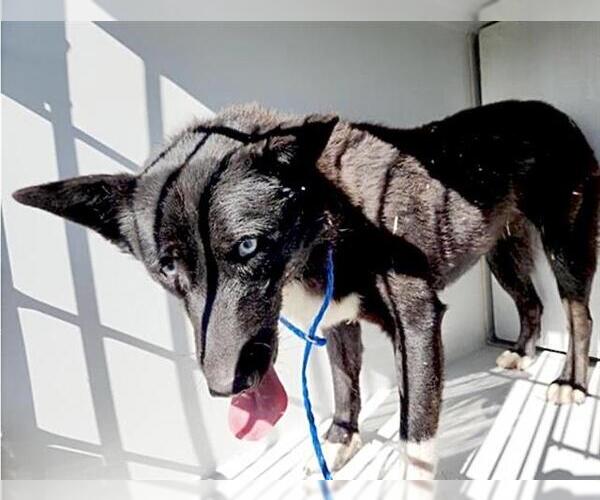 Medium Photo #1 Border Collie-Unknown Mix Puppy For Sale in Houston, TX, USA