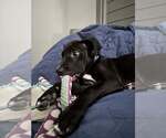 Small #3 Mutt