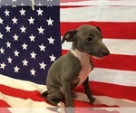 Small Photo #7 Italian Greyhound Puppy For Sale in LAS VEGAS, NV, USA