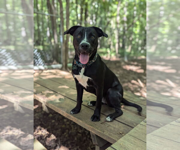 Medium Photo #4 Labrador Retriever-Unknown Mix Puppy For Sale in McCormick, SC, USA