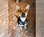 Small #2 Mutt