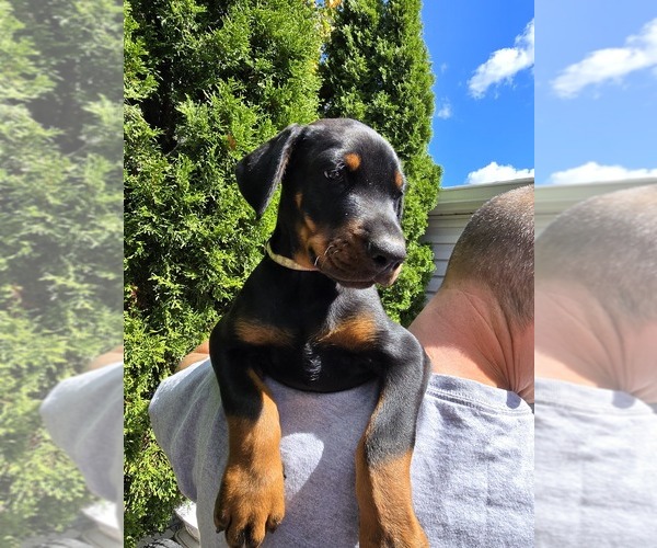 Medium Photo #34 Doberman Pinscher Puppy For Sale in WHEELING, IL, USA