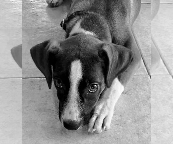 Medium Photo #30 Mutt Puppy For Sale in Mount Laurel, NJ, USA