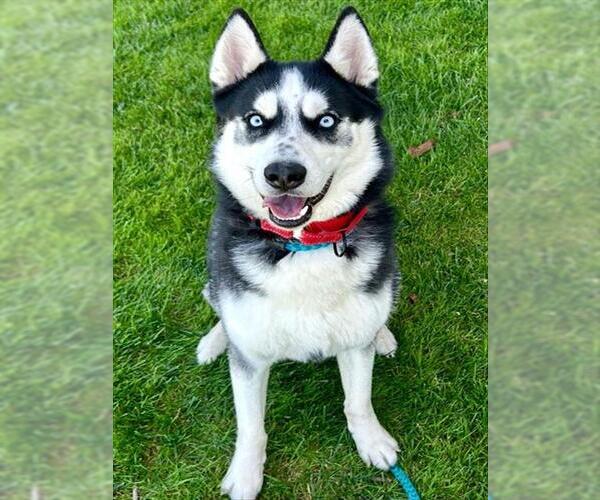Medium Photo #1 Siberian Husky Puppy For Sale in Sacramento, CA, USA