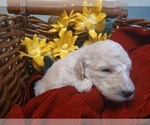 Small Photo #21 Poodle (Standard) Puppy For Sale in THOMASTON, GA, USA