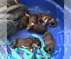 Boxer Puppy for sale in COEUR D ALENE, ID, USA