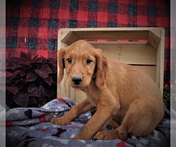 Medium Photo #2 Golden Retriever Puppy For Sale in LUBLIN, WI, USA