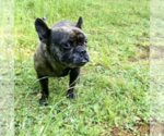 Small Photo #1 French Bulldog Puppy For Sale in SARASOTA, FL, USA
