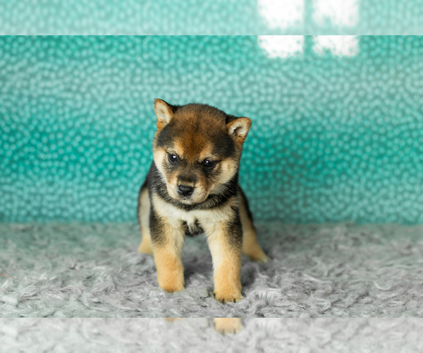 Medium Photo #18 Shiba Inu Puppy For Sale in MILLERSBURG, IN, USA