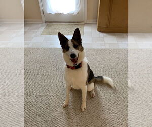 Border Collie-Unknown Mix Dogs for adoption in Lee's Summit, MO, USA