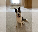 Small Border Collie Mix
