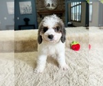 Small Photo #3 Bernedoodle (Miniature) Puppy For Sale in GREENWOOD, IN, USA