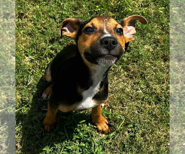 Medium Photo #3 Carolina Dog-Unknown Mix Puppy For Sale in Canton, CT, USA