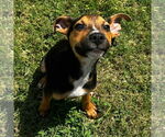 Small #2 Carolina Dog Mix