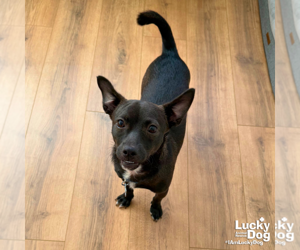 Medium Photo #7 Chihuahua-Unknown Mix Puppy For Sale in Washington, DC, USA