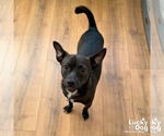 Small #6 Chihuahua Mix