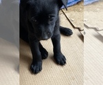 Small Photo #8 Belgian Malinois Puppy For Sale in DENVER, CO, USA