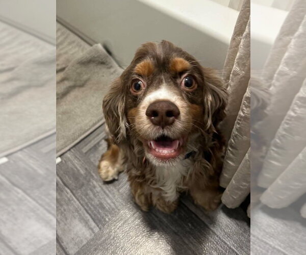 Medium Photo #3 Cocker Spaniel Puppy For Sale in Aurora, IN, USA