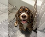 Small #2 Cocker Spaniel