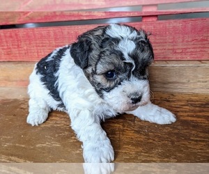 Poodle (Miniature) Puppy for sale in SYRACUSE, IN, USA