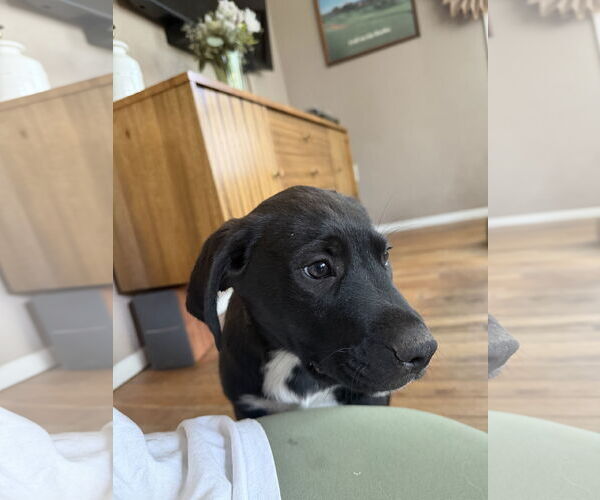 Medium Photo #2 Mutt Puppy For Sale in Fort Collins, CO, USA