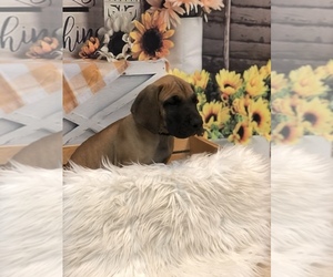 Great Dane Puppy for sale in GREENBRIER, TN, USA