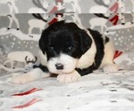 Small Photo #3 Sheepadoodle Puppy For Sale in ASPERMONT, TX, USA