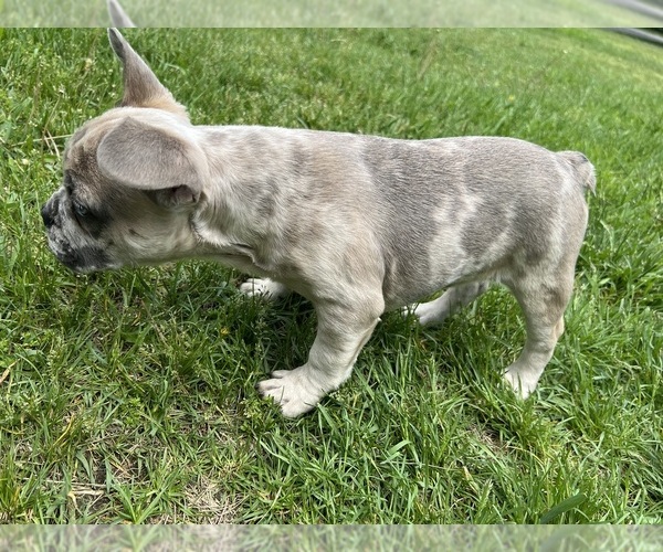 Medium Photo #5 French Bulldog Puppy For Sale in MIDDLEBURY, IN, USA
