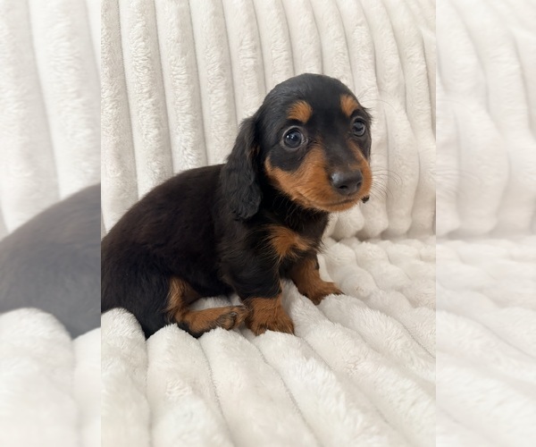Medium Photo #1 Dachshund Puppy For Sale in GROVE CITY, OH, USA