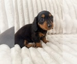 Small Dachshund