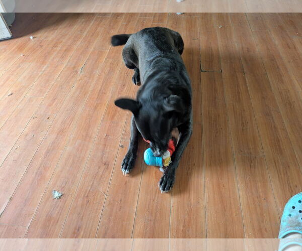 Medium Photo #2 Mutt Puppy For Sale in Orange Grove, TX, USA