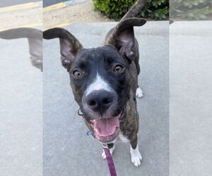Cheerio - Female American Staffordshire Terrier-Boxer Mix Dog for Adoption - Photo #3