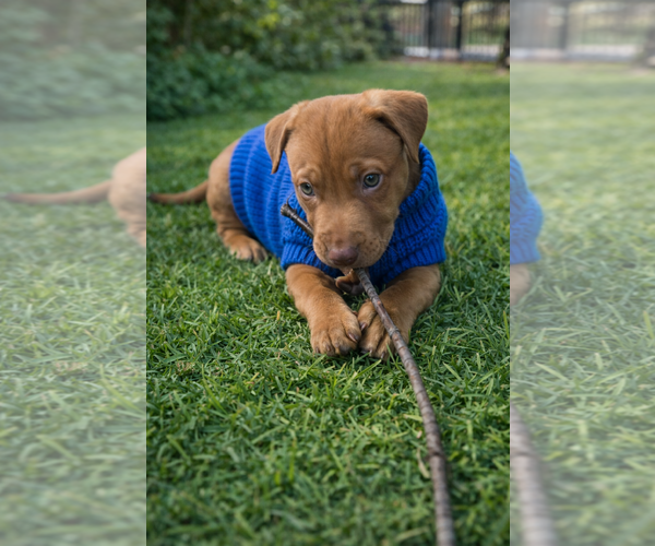 Medium Photo #5 Mutt Puppy For Sale in Euless, TX, USA