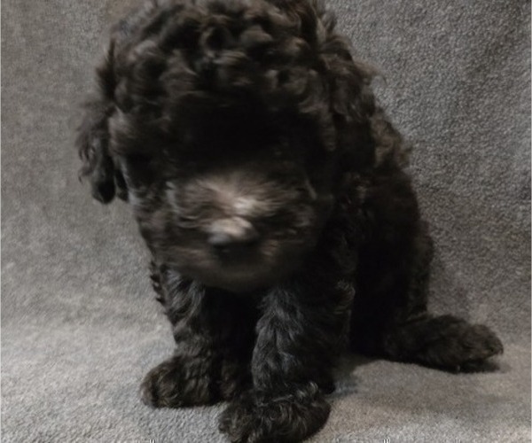 Medium Photo #10 Whoodle (Miniature) Puppy For Sale in KATY, TX, USA