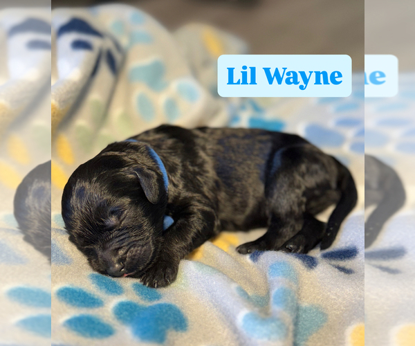 Medium Photo #5 Goldendoodle Puppy For Sale in TUCSON, AZ, USA