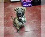 Small #9 American Pit Bull Terrier Mix